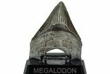 Serrated, Fossil Megalodon Tooth - South Carolina #324273-2